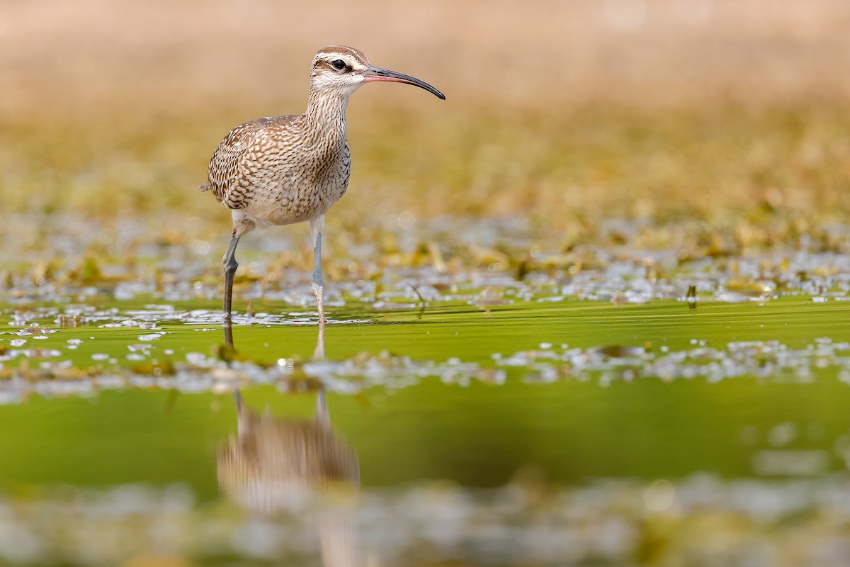 Hudsonian Whimbrel - ML640751363