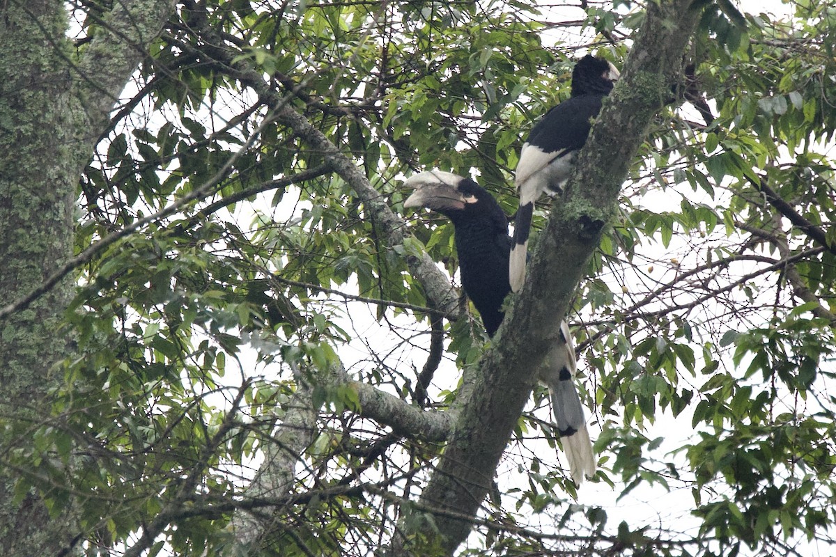 White-thighed Hornbill - ML640751379