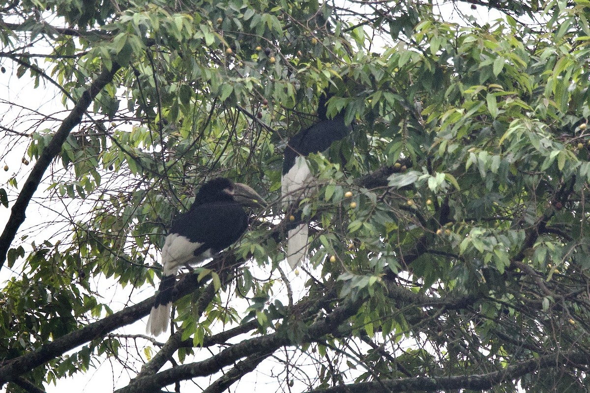 White-thighed Hornbill - ML640751380