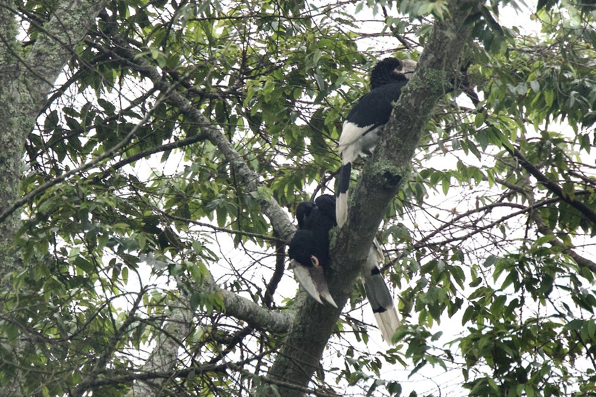 White-thighed Hornbill - ML640751381