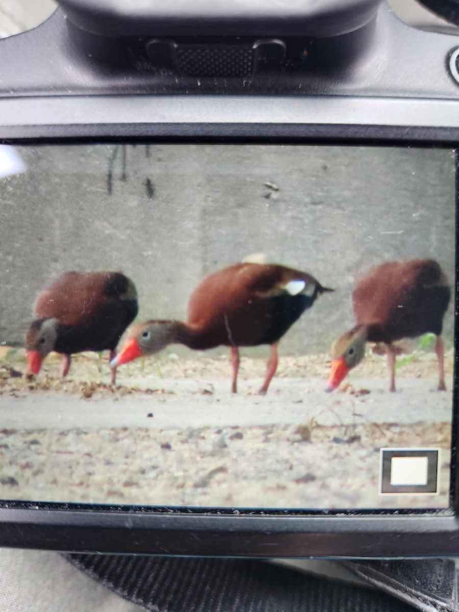 Black-bellied Whistling-Duck - ML640751393
