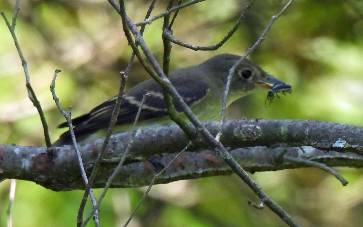 Alder/Willow Flycatcher (Traill's Flycatcher) - ML640751432