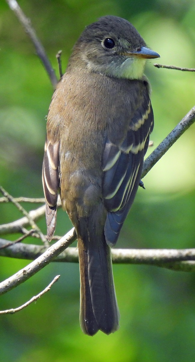 Alder/Willow Flycatcher (Traill's Flycatcher) - ML640751433