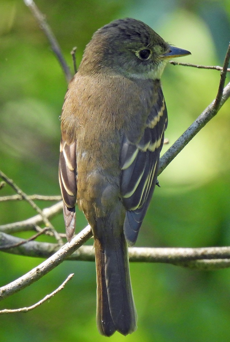 Alder/Willow Flycatcher (Traill's Flycatcher) - ML640751434
