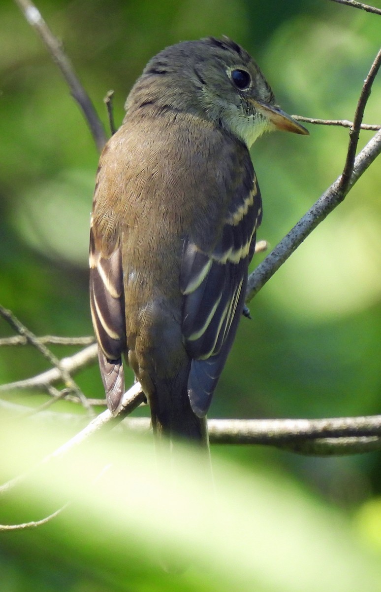 Alder/Willow Flycatcher (Traill's Flycatcher) - ML640751435