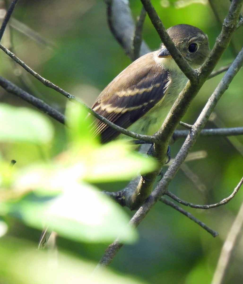 Alder/Willow Flycatcher (Traill's Flycatcher) - ML640751436