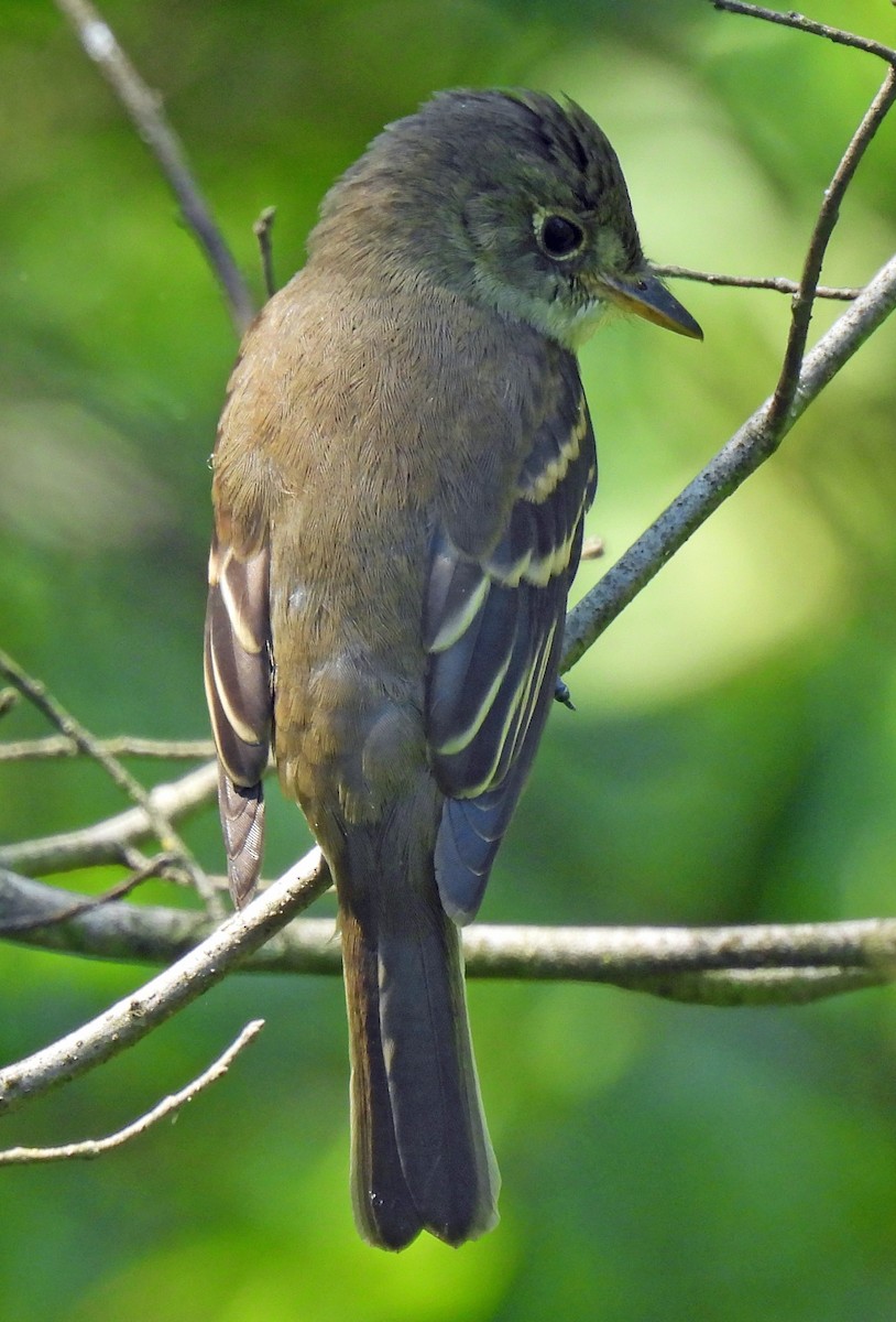Alder/Willow Flycatcher (Traill's Flycatcher) - ML640751437