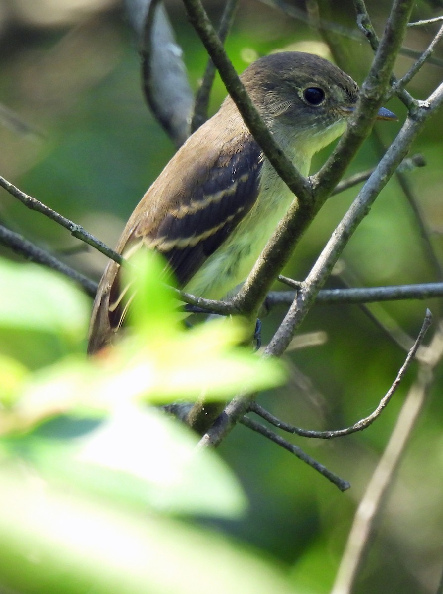Alder/Willow Flycatcher (Traill's Flycatcher) - ML640751438