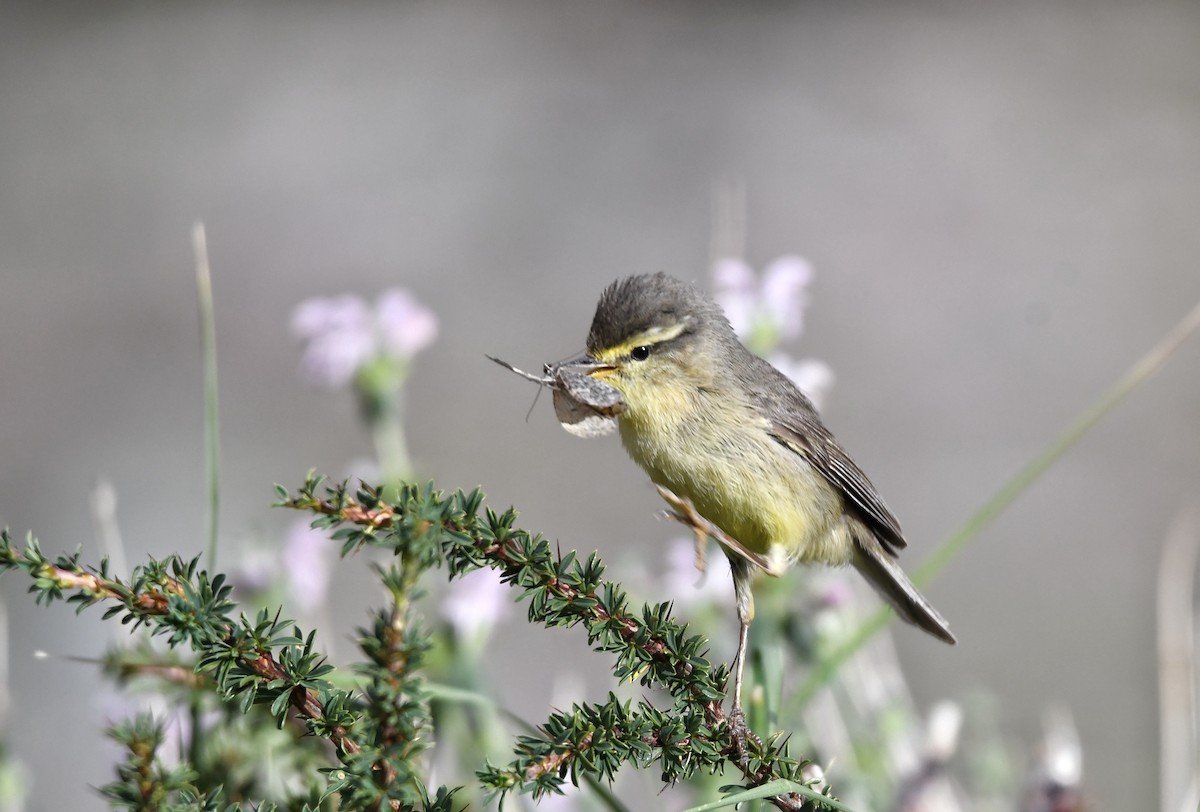 Tickell's Leaf Warbler - ML640751466