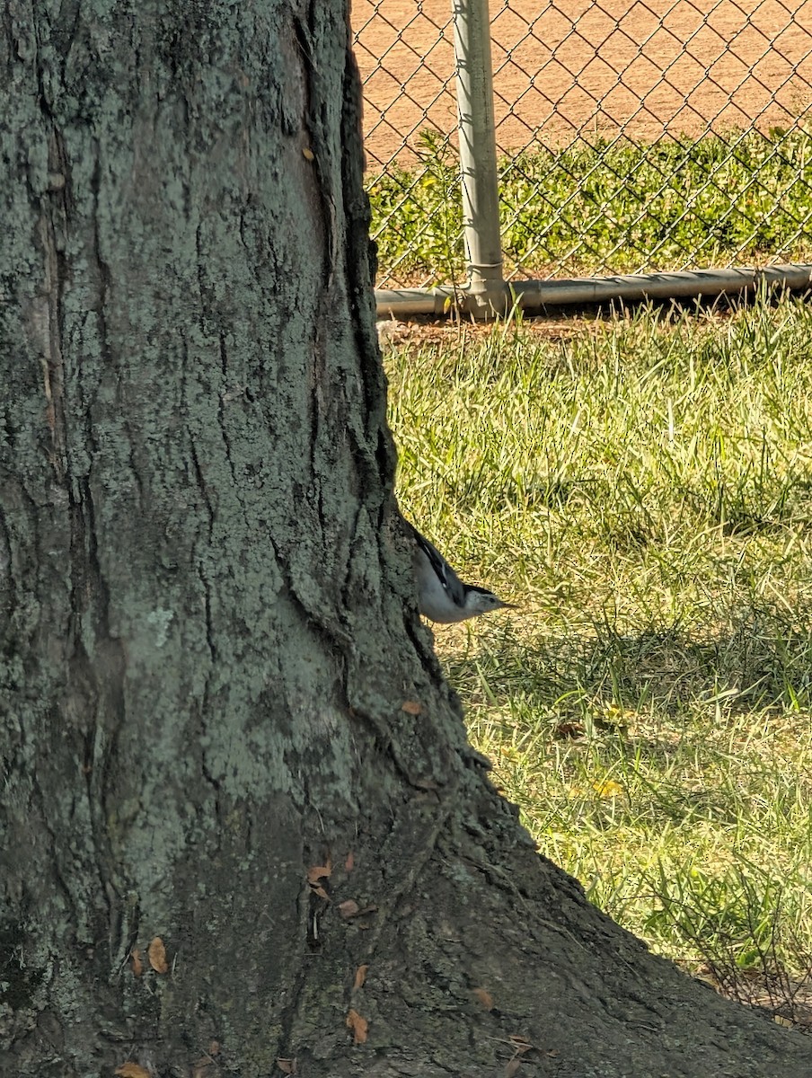 Trepador Pechiblanco (carolinensis) - ML640751468