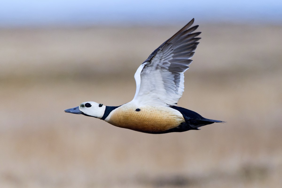 Steller's Eider - ML640751520