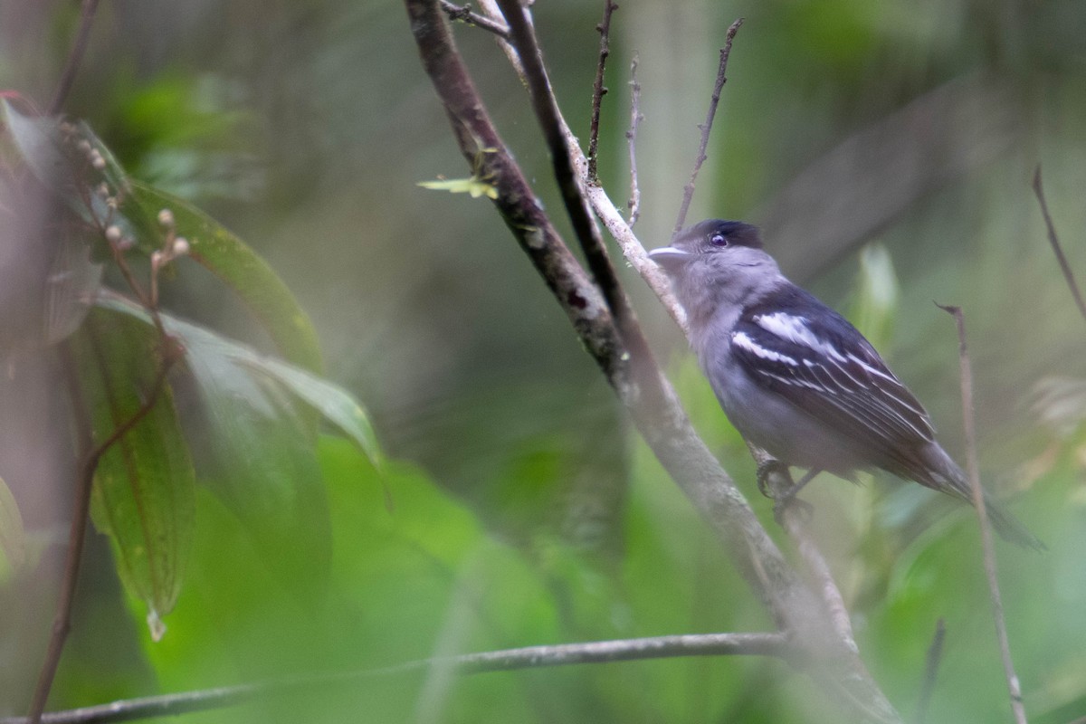 White-winged Becard - ML640751543