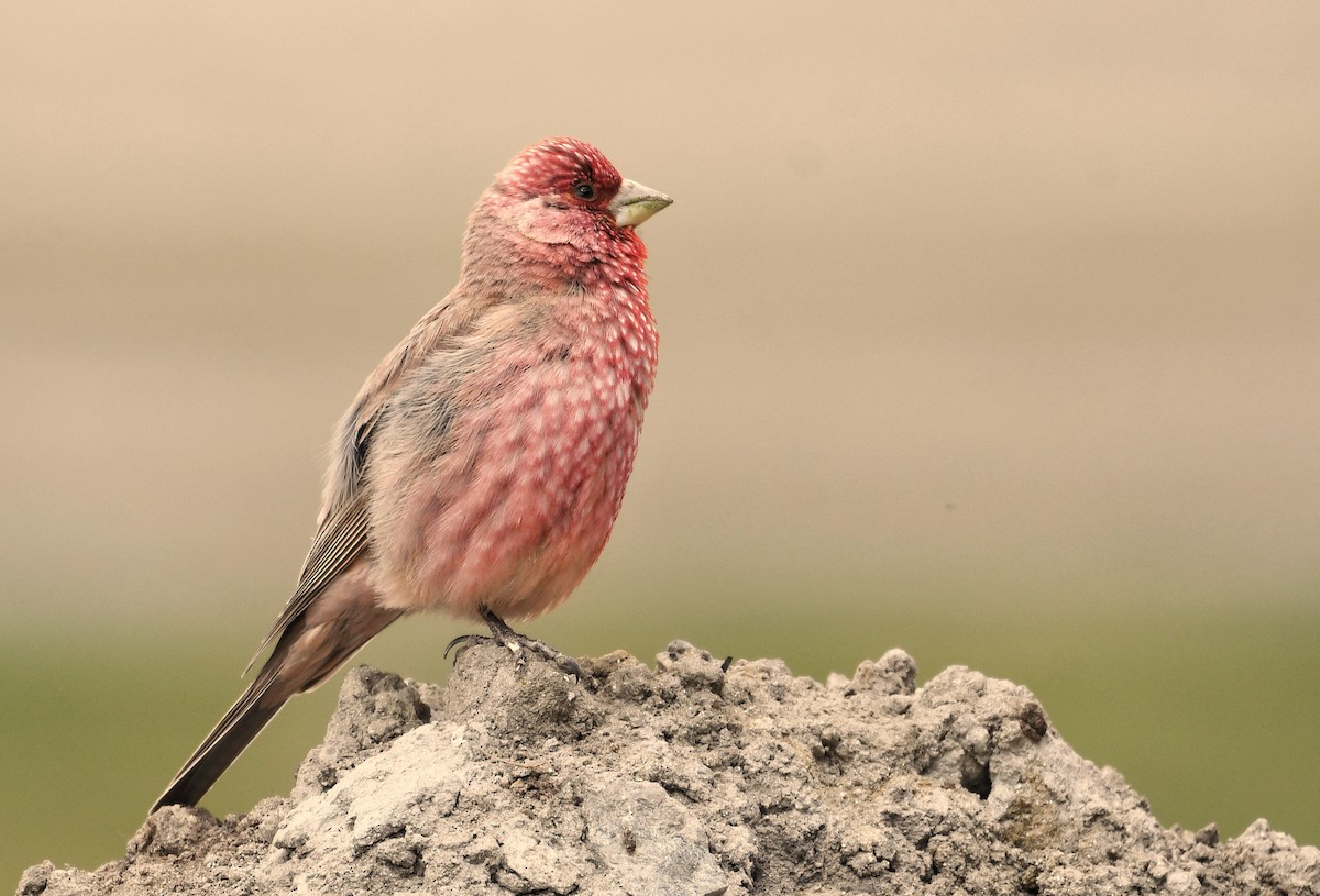 Great Rosefinch - ML640751554