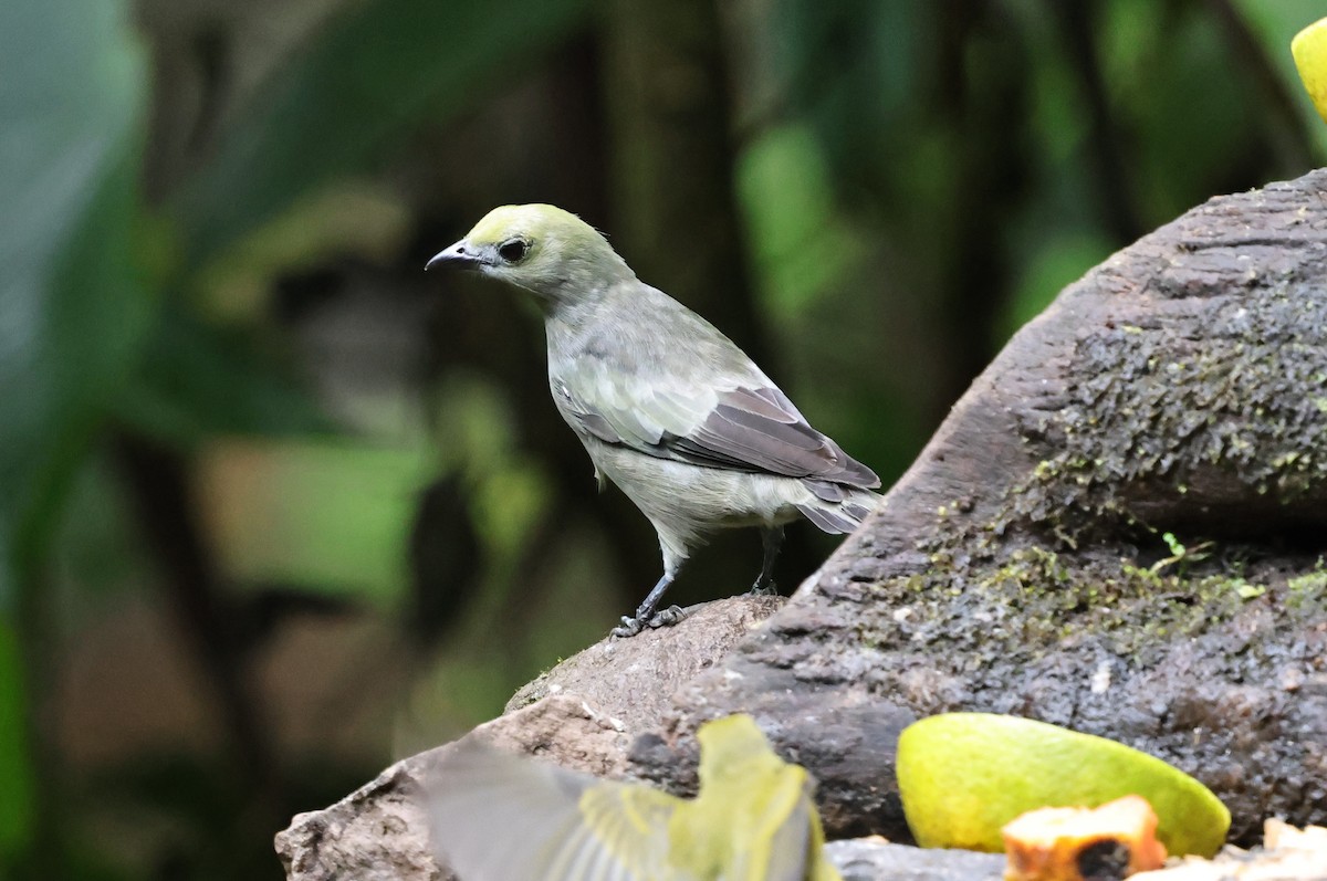 Palm Tanager - ML640751556