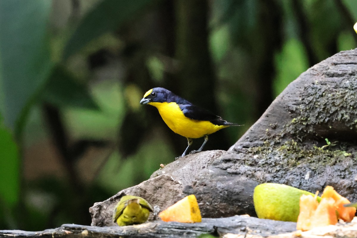 Thick-billed Euphonia - ML640751563