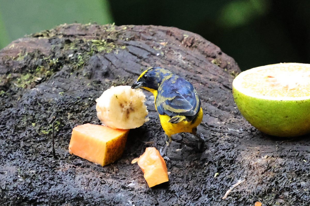 Thick-billed Euphonia - ML640751575