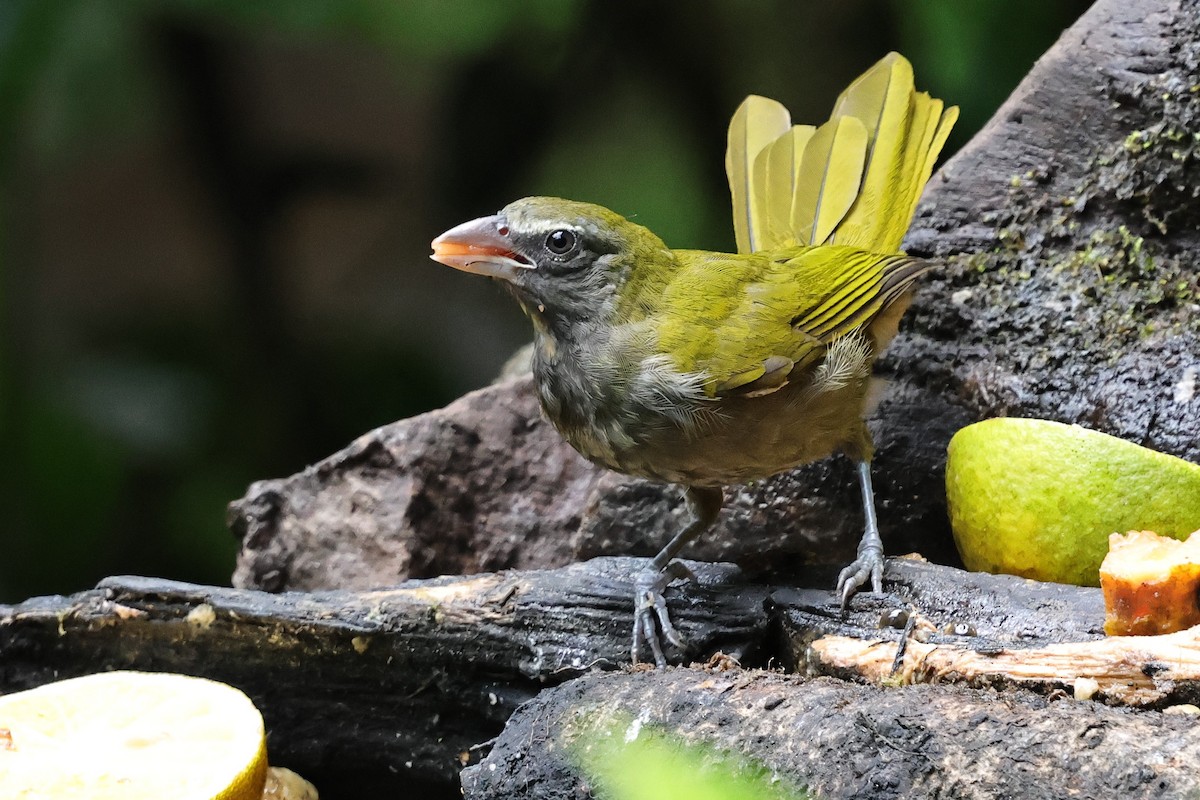 Buff-throated Saltator - ML640751579