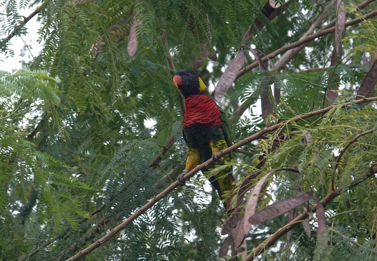 Coconut Lorikeet - ML640751581