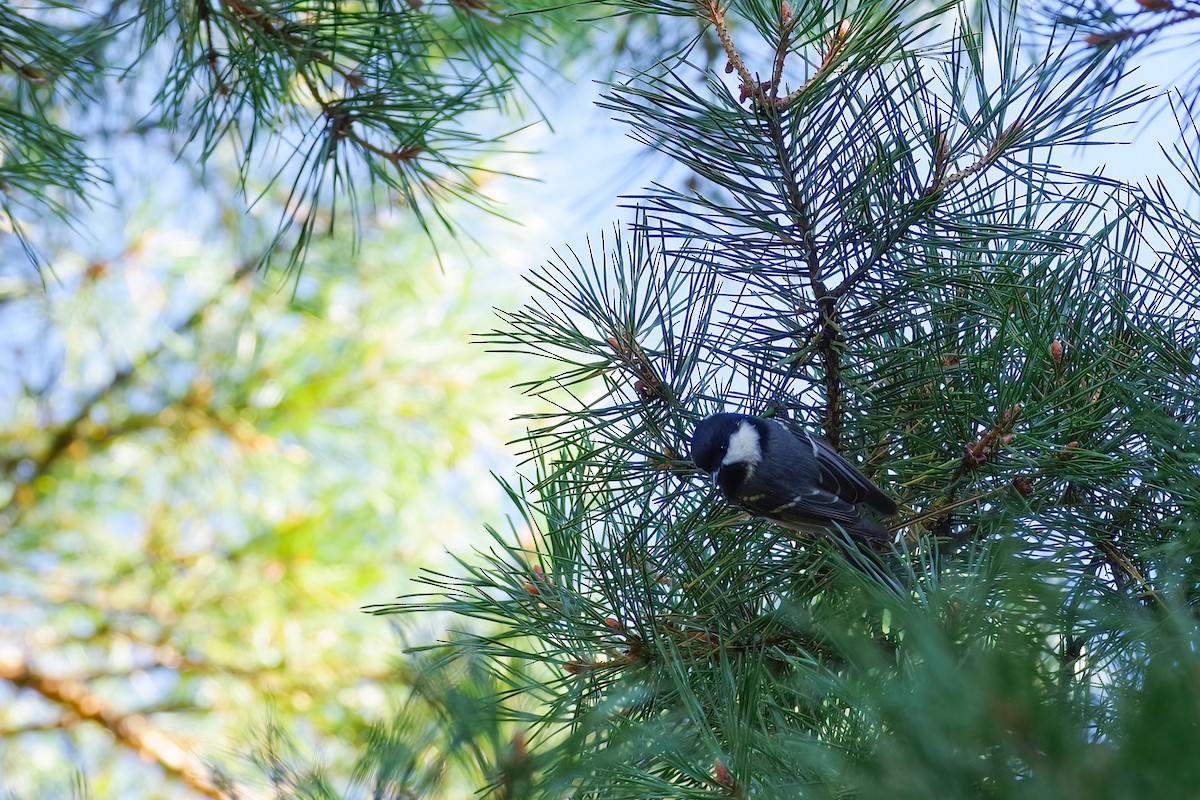 Coal Tit - ML640751606