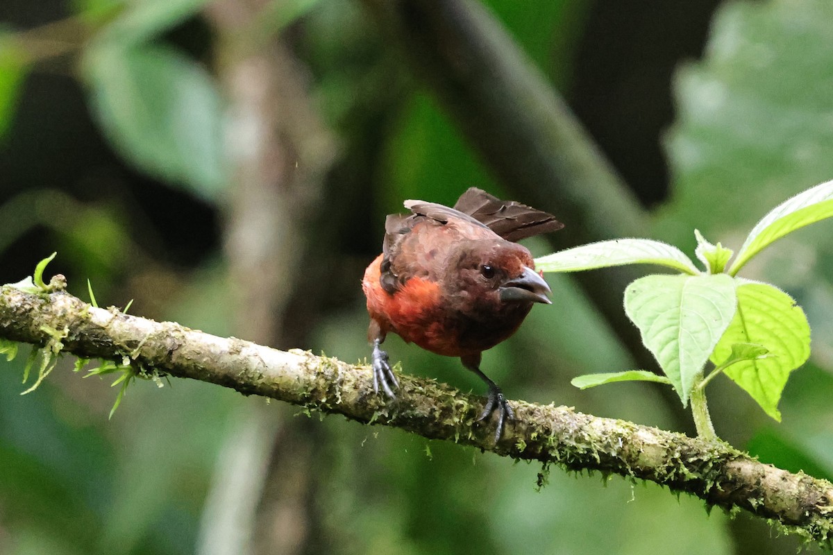 Crimson-backed Tanager - ML640751609
