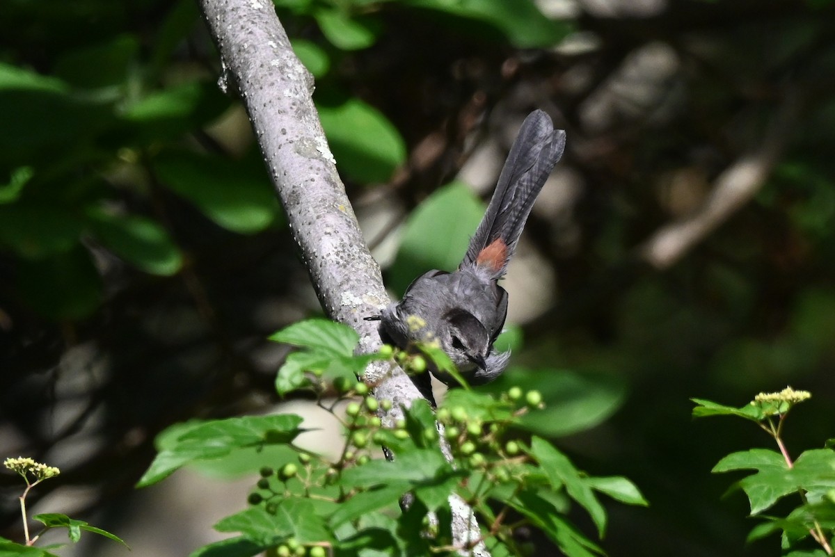 Gray Catbird - ML640751613