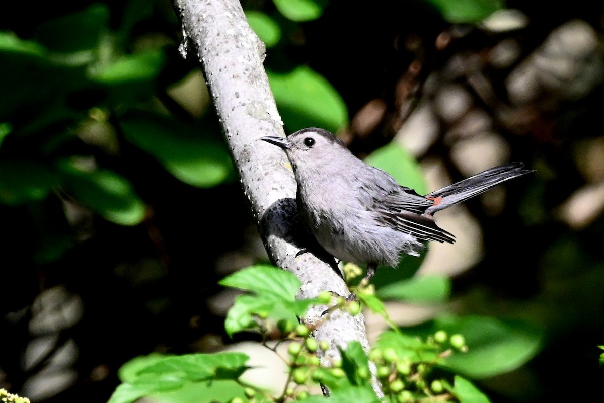 Gray Catbird - ML640751614