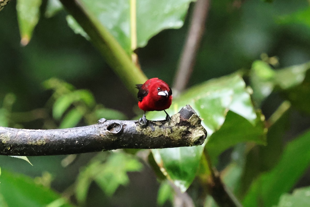 Crimson-backed Tanager - ML640751617
