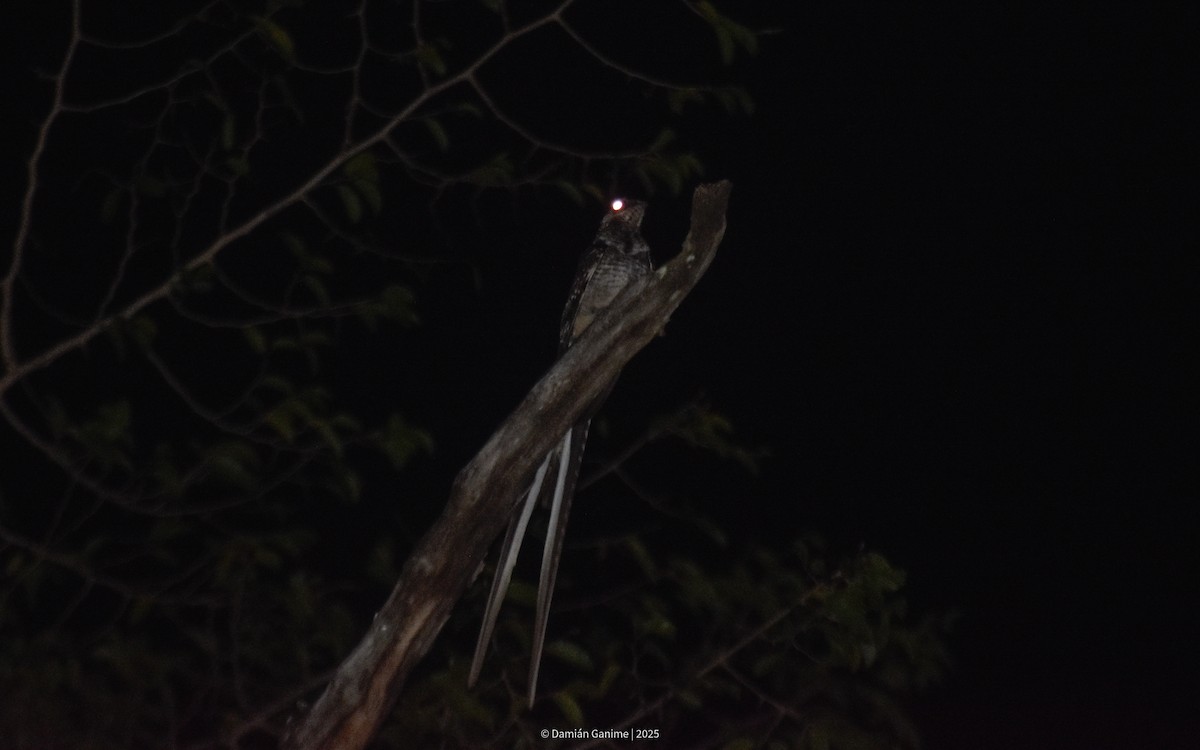 Scissor-tailed Nightjar - ML640751653