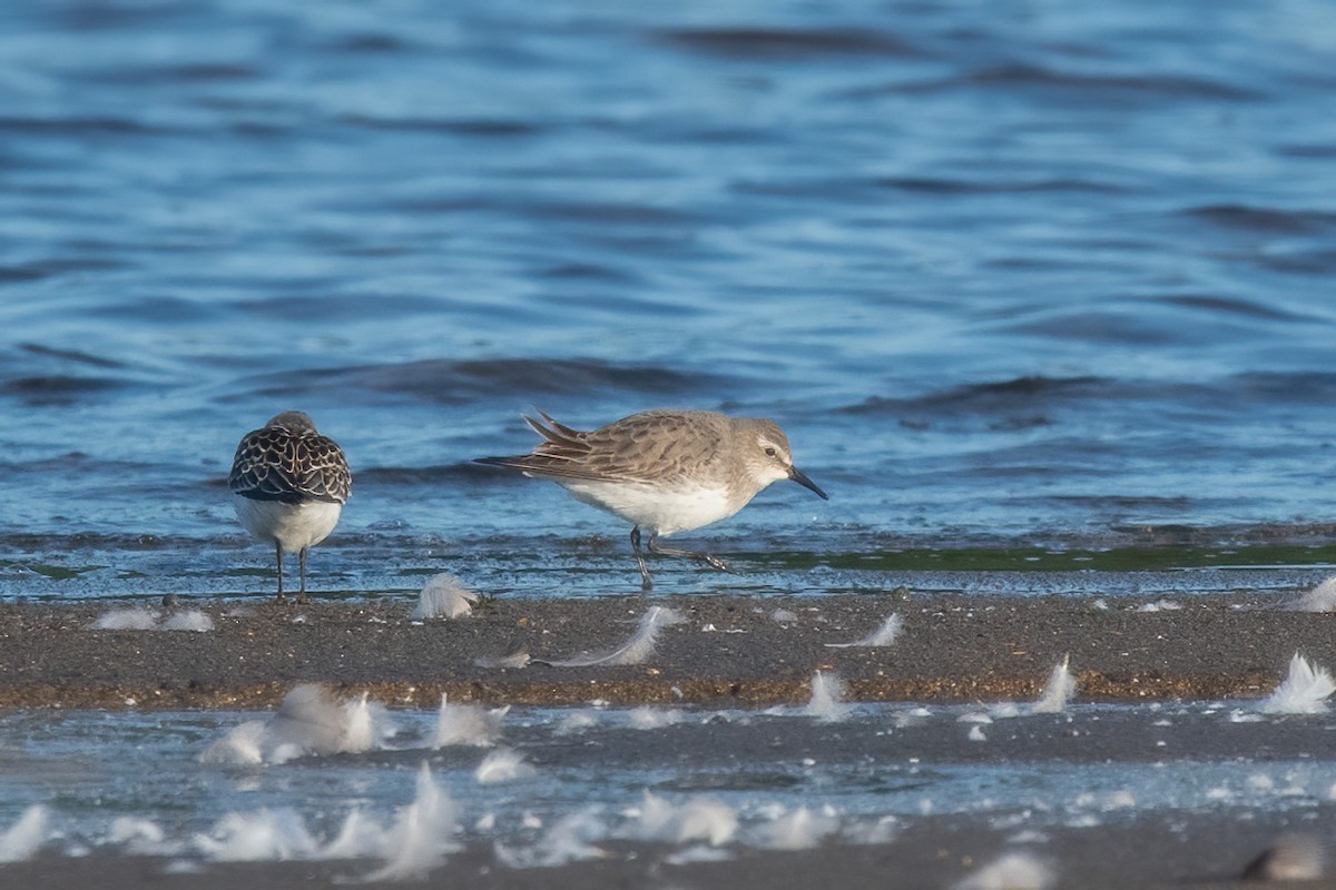 White-rumped Sandpiper - ML640751660