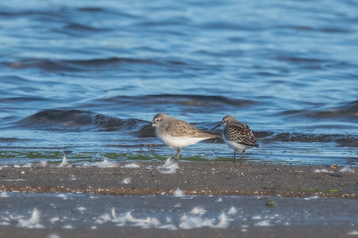 White-rumped Sandpiper - ML640751672