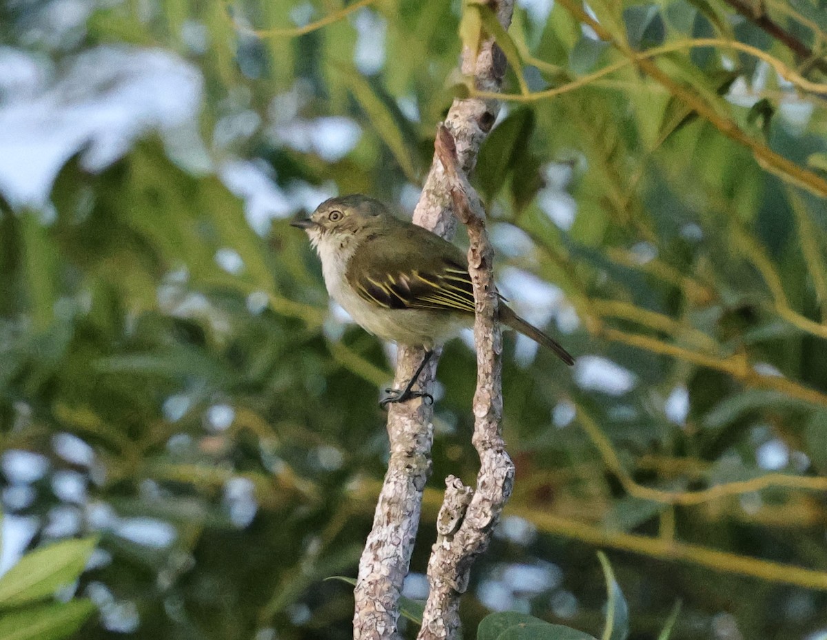 Mistletoe Tyrannulet - ML640751676