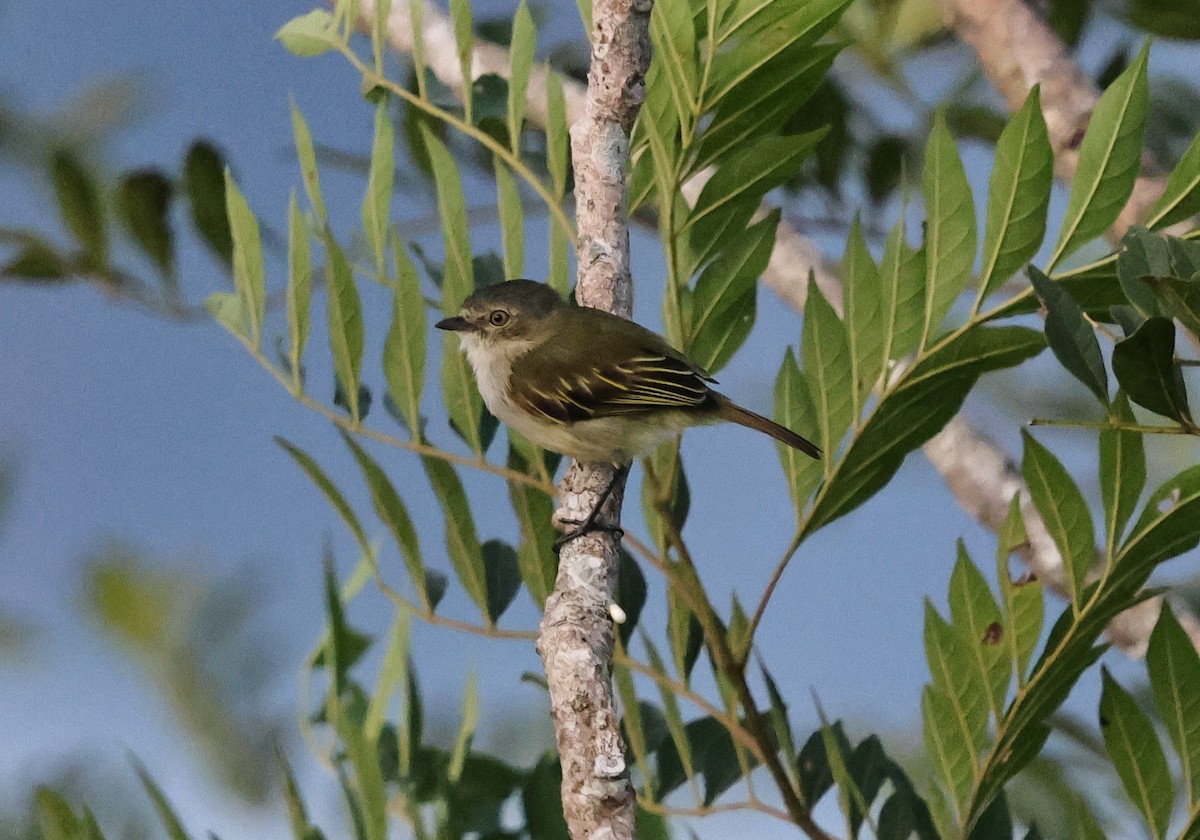 Mistletoe Tyrannulet - ML640751680