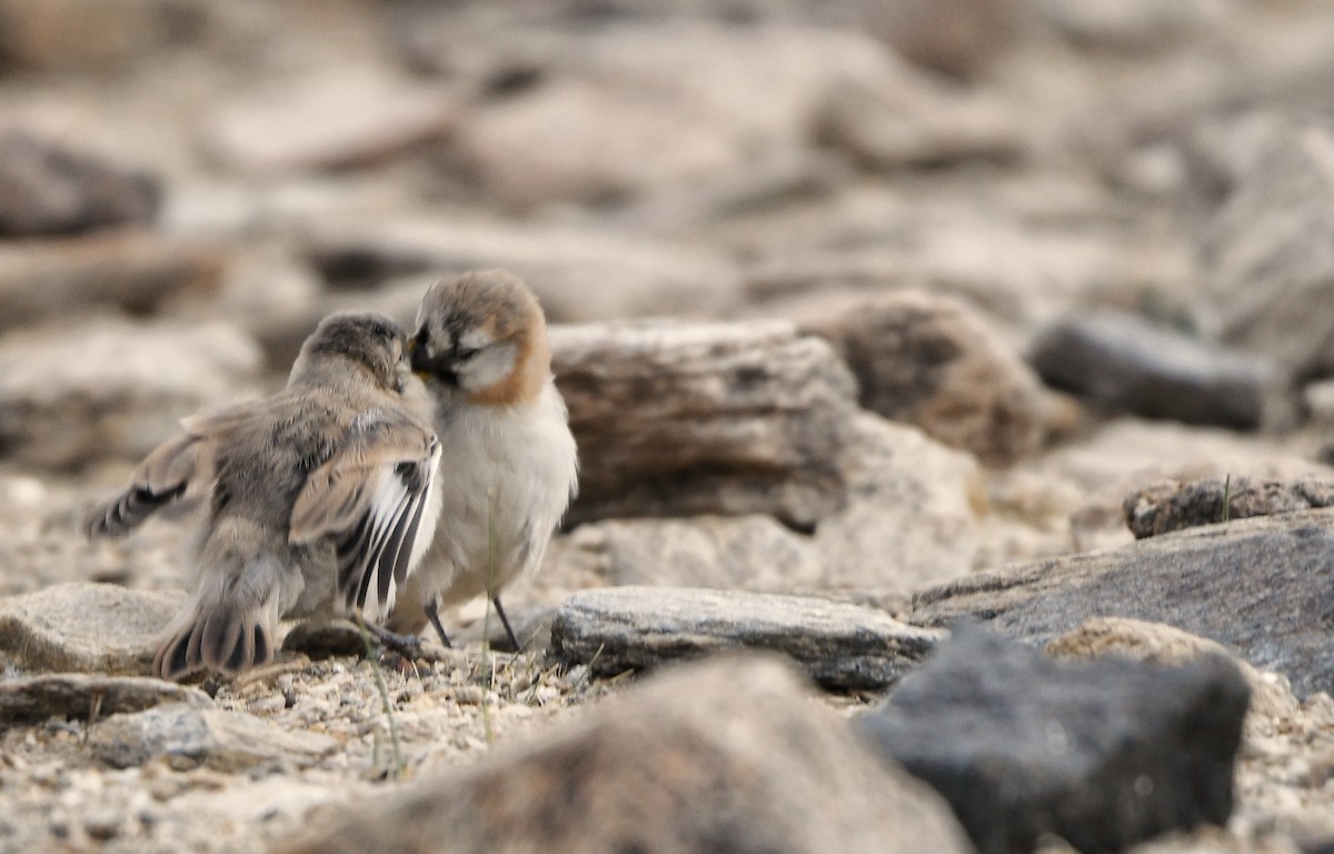 Blanford's Snowfinch - ML640751715