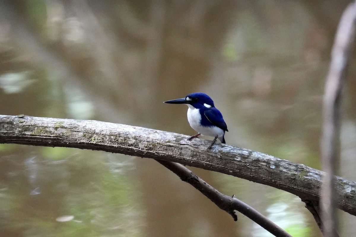 Little Kingfisher - ML640751725