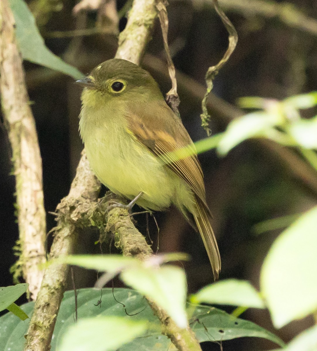 Unadorned Flycatcher - ML640751780