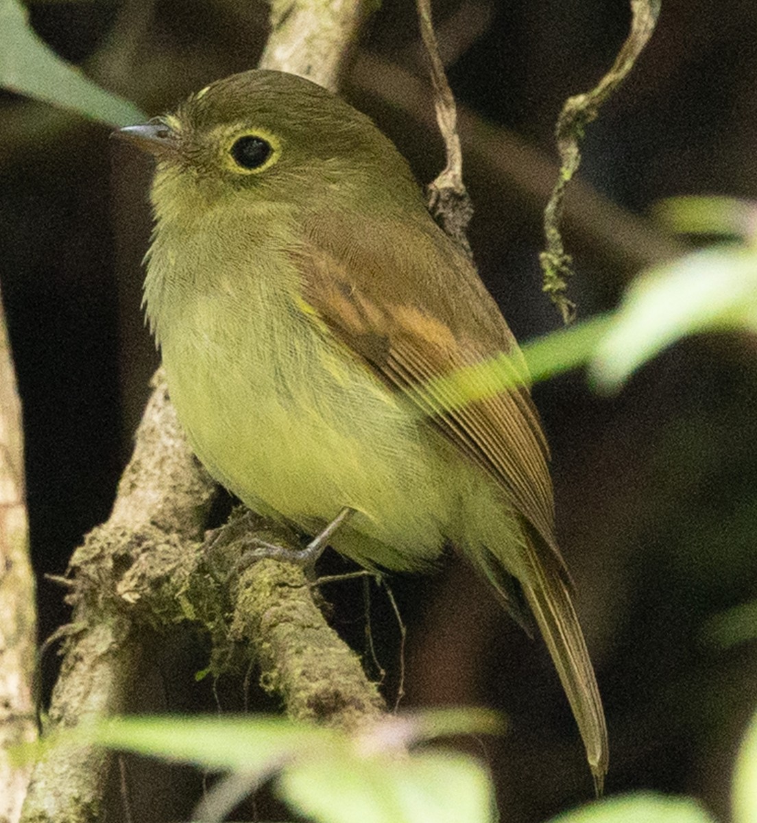 Unadorned Flycatcher - ML640751786