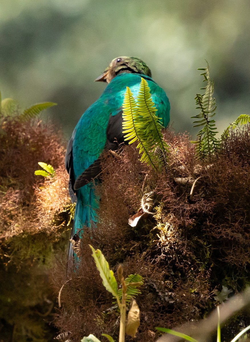 Quetzal doré - ML640751797