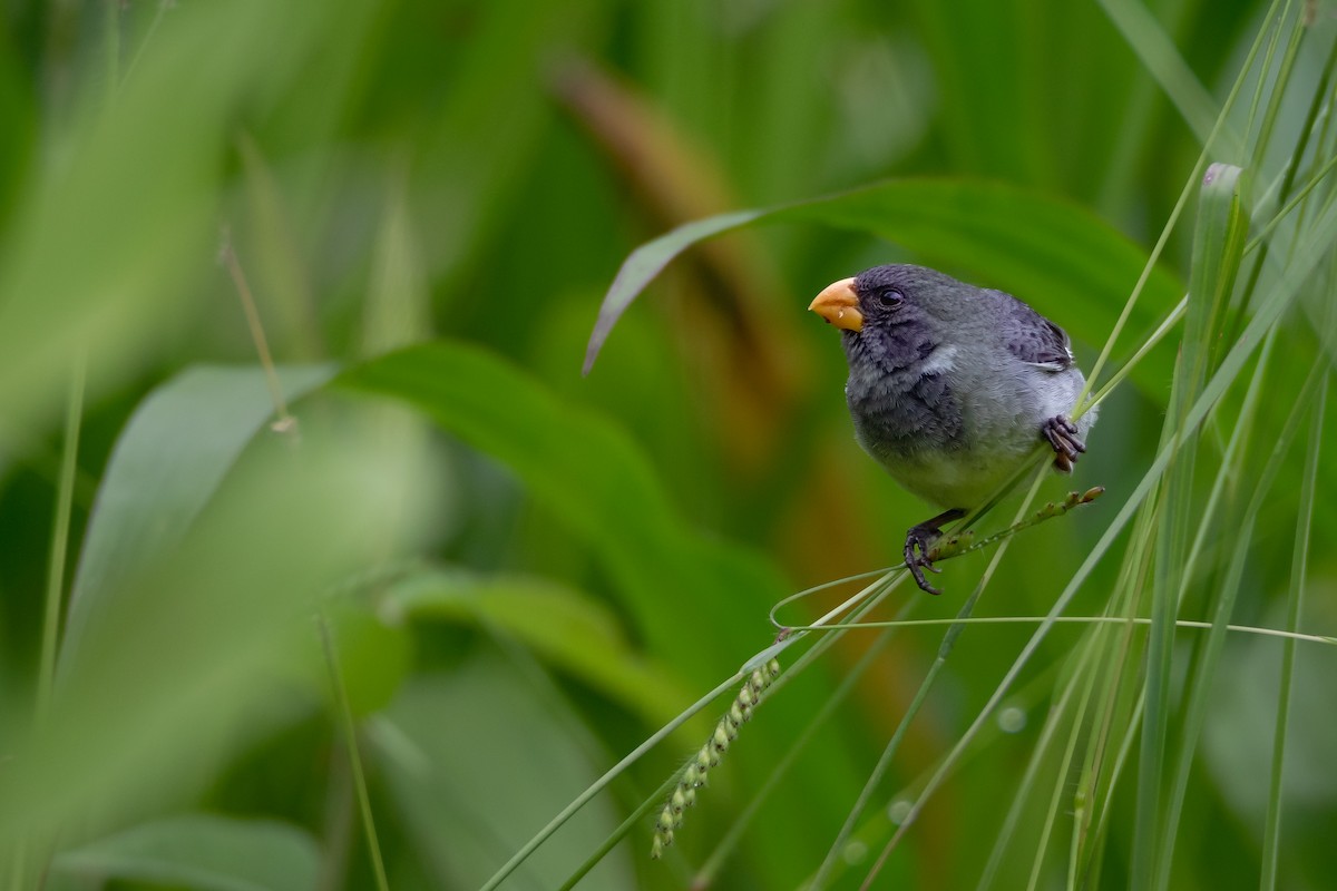 Gray Seedeater - ML640751822
