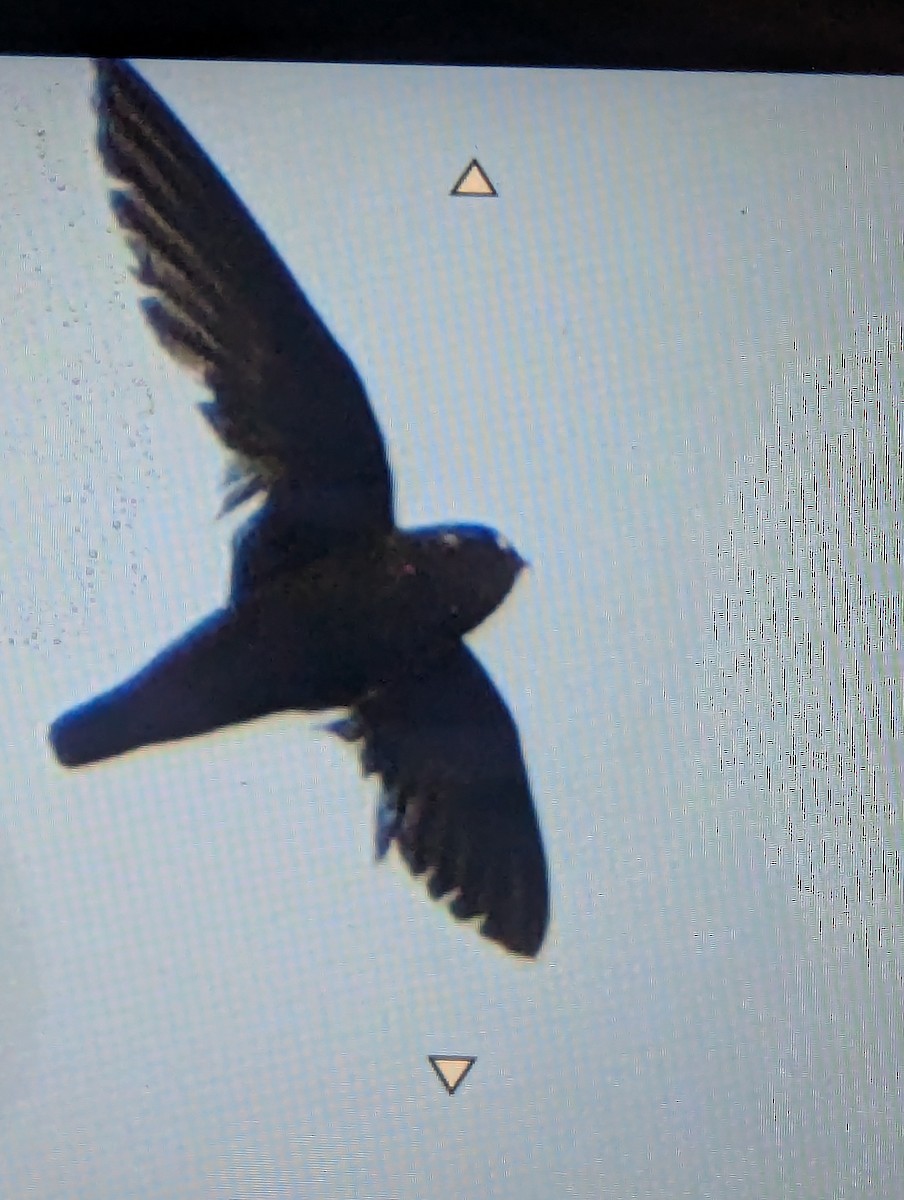 Spot-fronted Swift - ML640751826