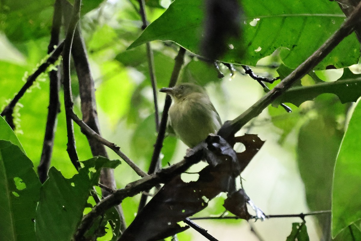 Southern Bentbill - ML640751840