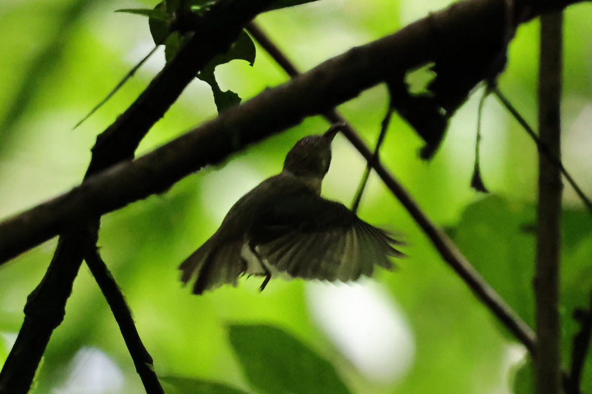 Southern Bentbill - ML640751842