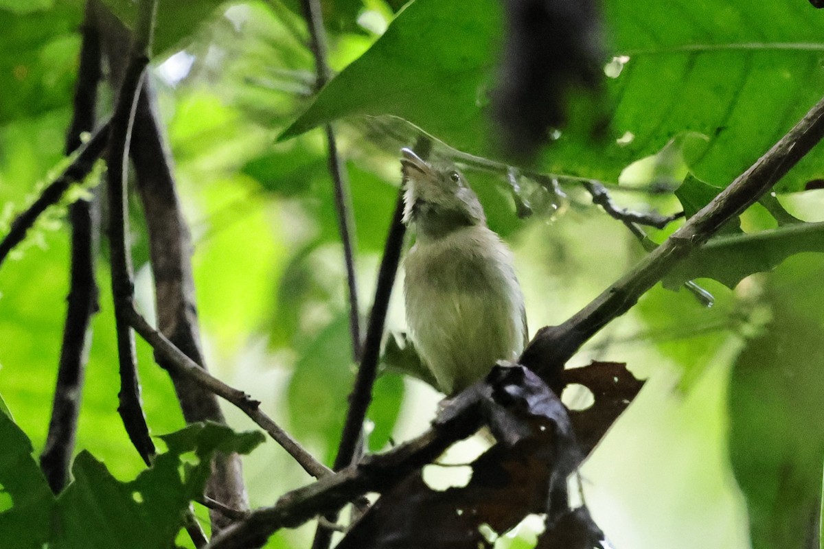 Southern Bentbill - ML640751844