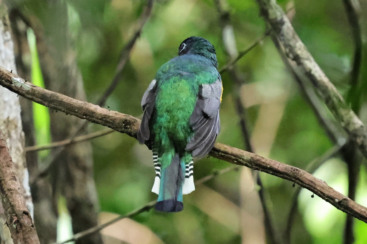 trogon modroocasý - ML640751850