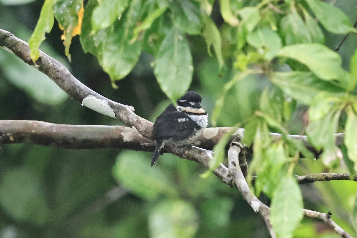 Pied Puffbird - ML640751899