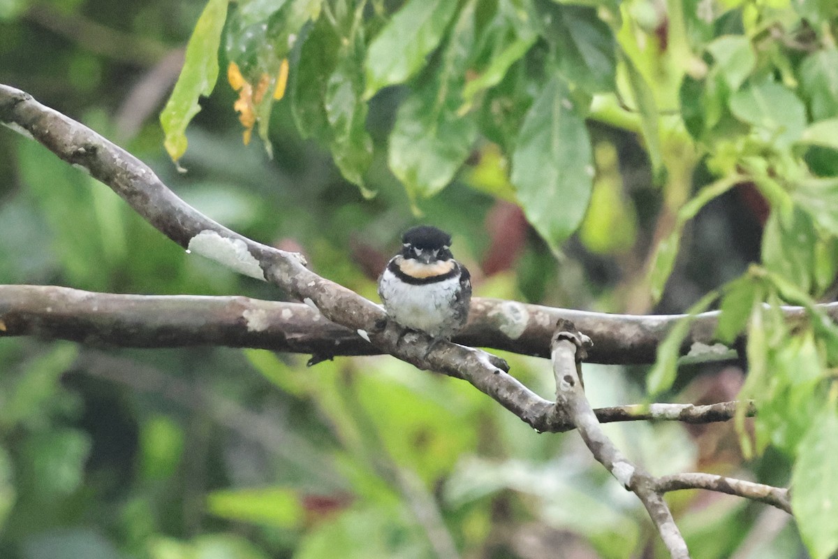 Pied Puffbird - ML640751901