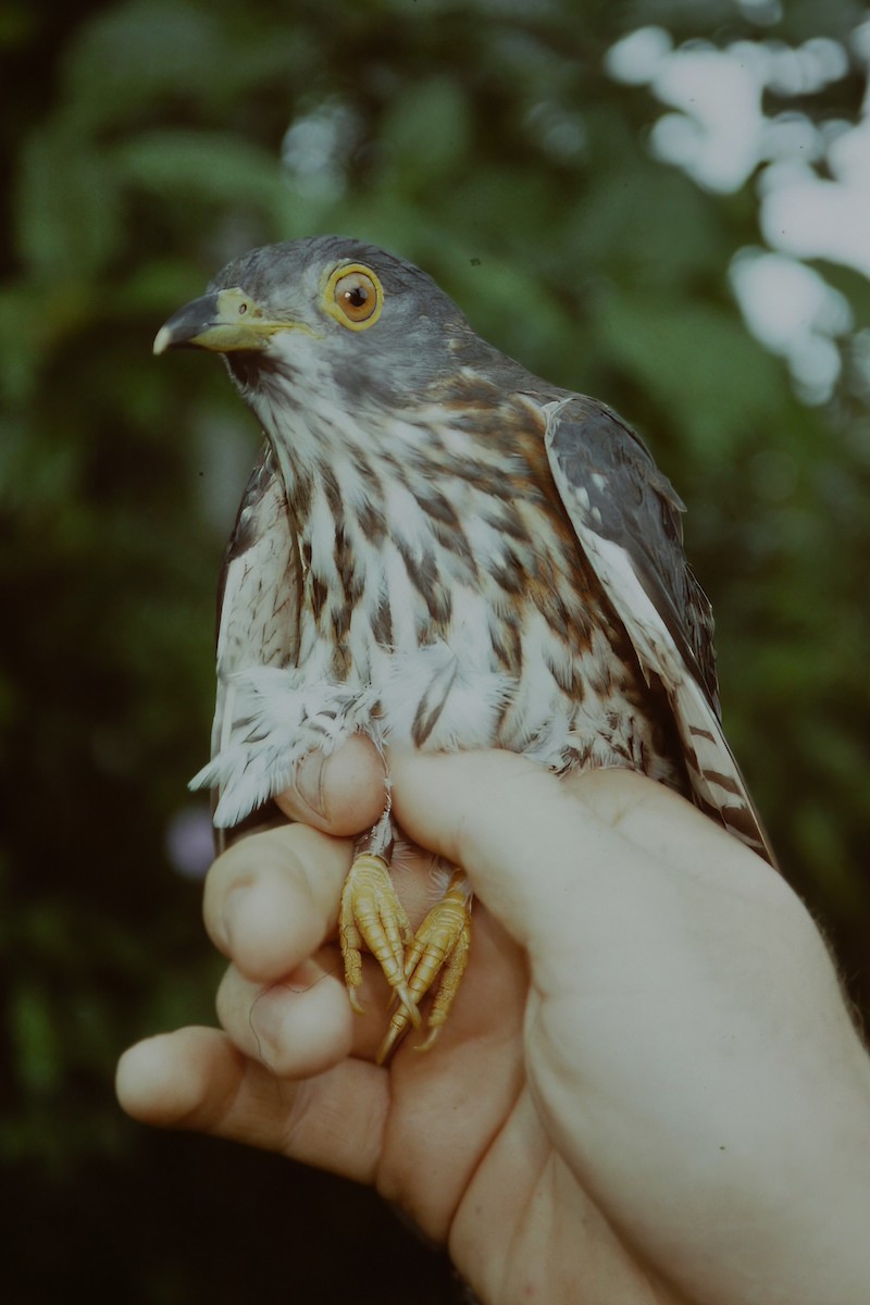 Hodgson's Hawk-Cuckoo - ML640751928