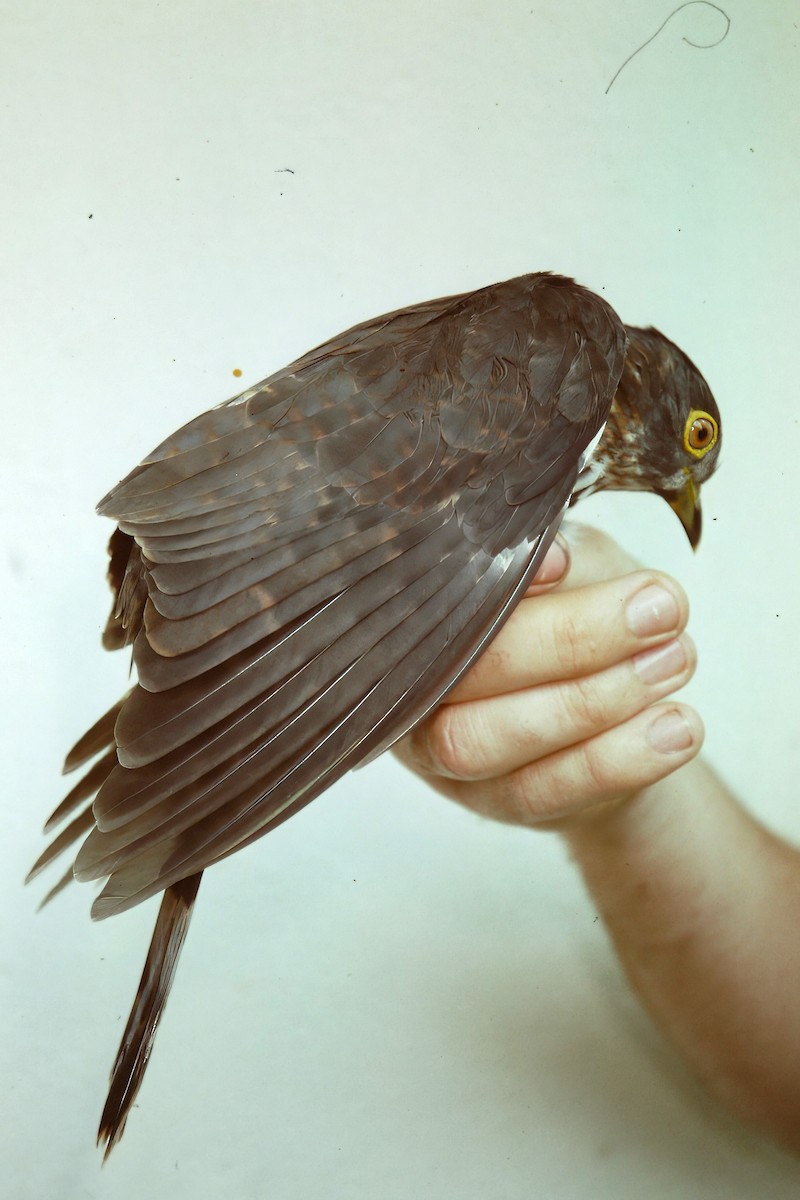 Hodgson's Hawk-Cuckoo - ML640751929