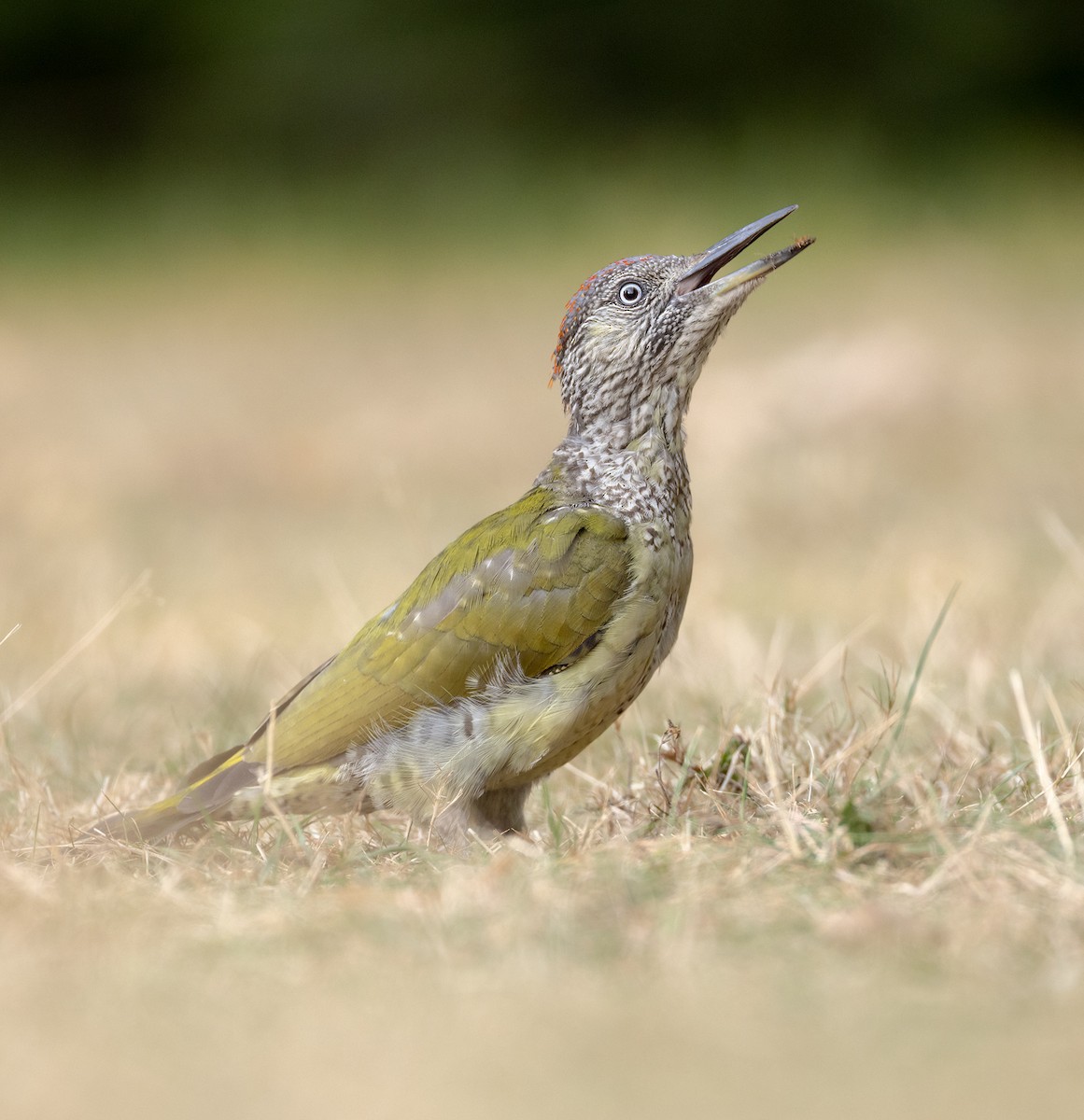 Eurasian Green Woodpecker - ML640751935