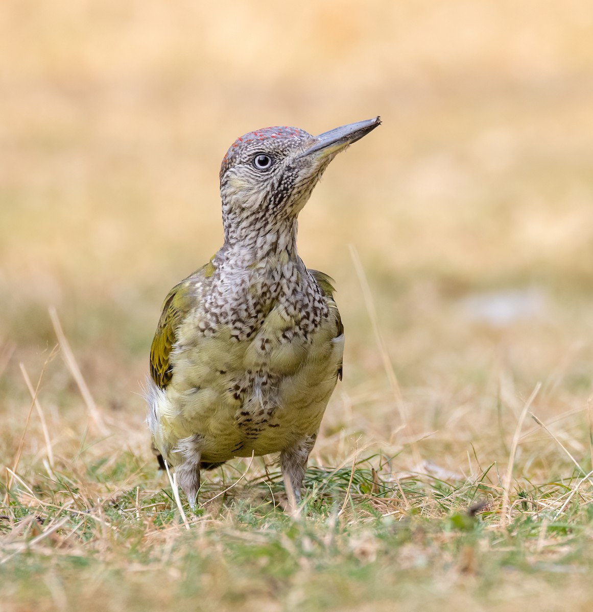 Eurasian Green Woodpecker - ML640751936