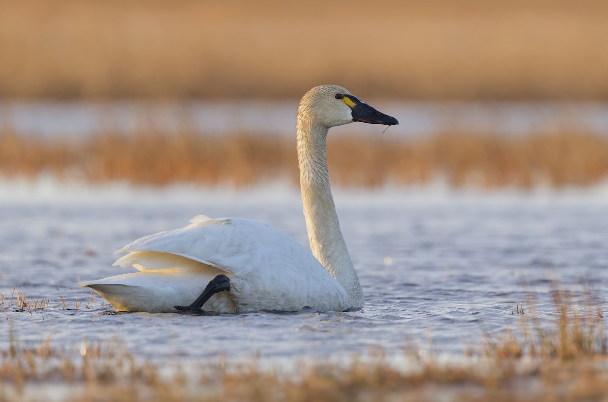 Zwergschwan (Pfeifschwan) - ML640751953